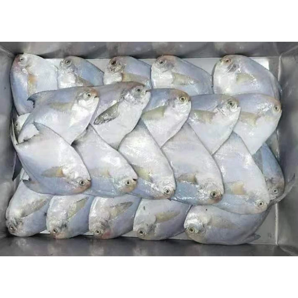 Frozen white pomfret fish white pompano white chinese pomfret frozen silver pomfret fish