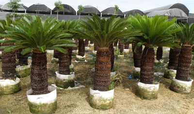 
Cycas revoluta 