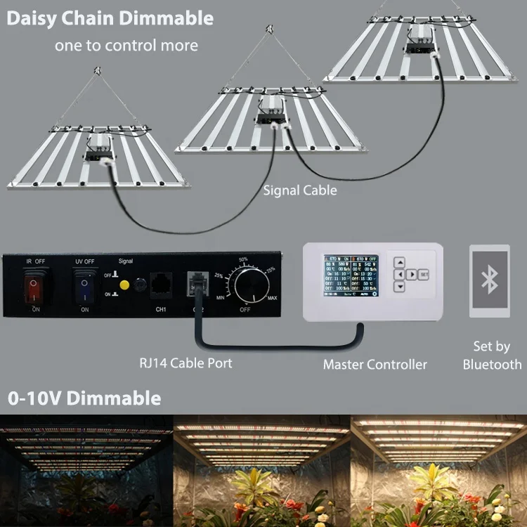 Daisy Chain.jpg