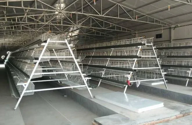 4 Tiers Chicken Egg Layer Battery Cage For Tanzania Poultry Farm