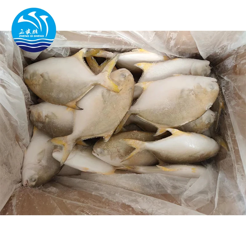 Frozen Fish Chinese Seafoods Golden Pompano Fish Golden Pomfret 300-400g 10kg/ctn with 24 Months Shelf Life