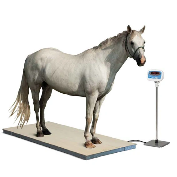 cattle  electronic weighing scales