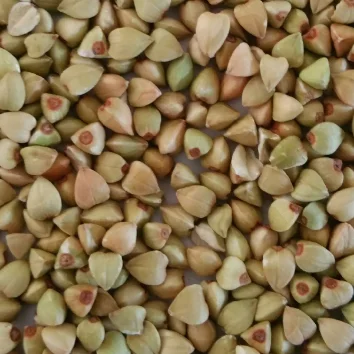 Chinese buckwheat good quality for human consumption