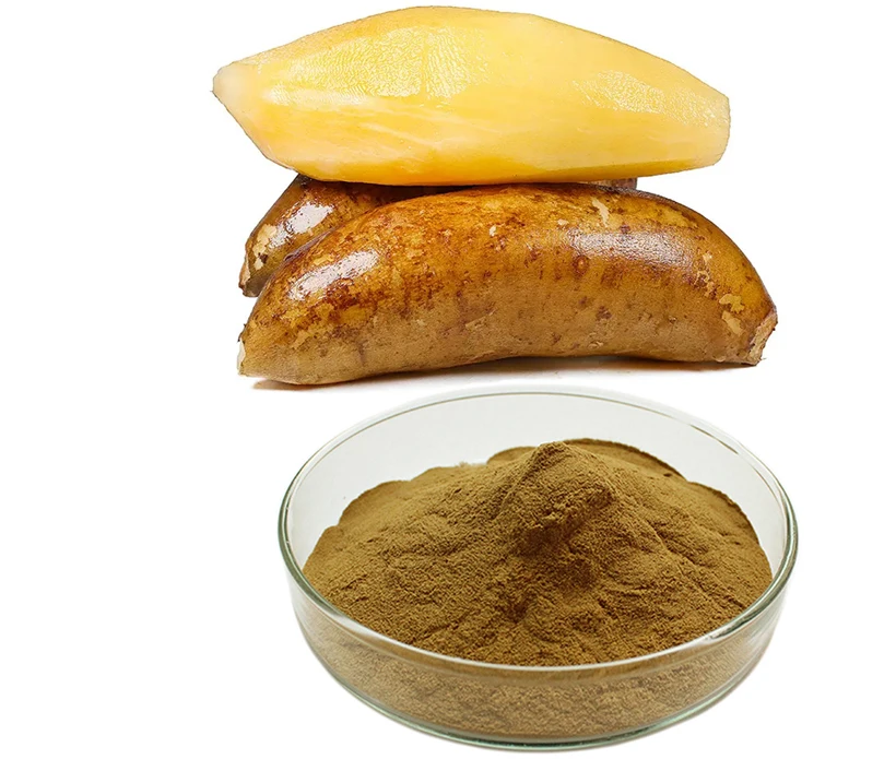 YACON Shirley fruit Polymnia sonchifolia Saussurea involucrata fruit extract syrup powder