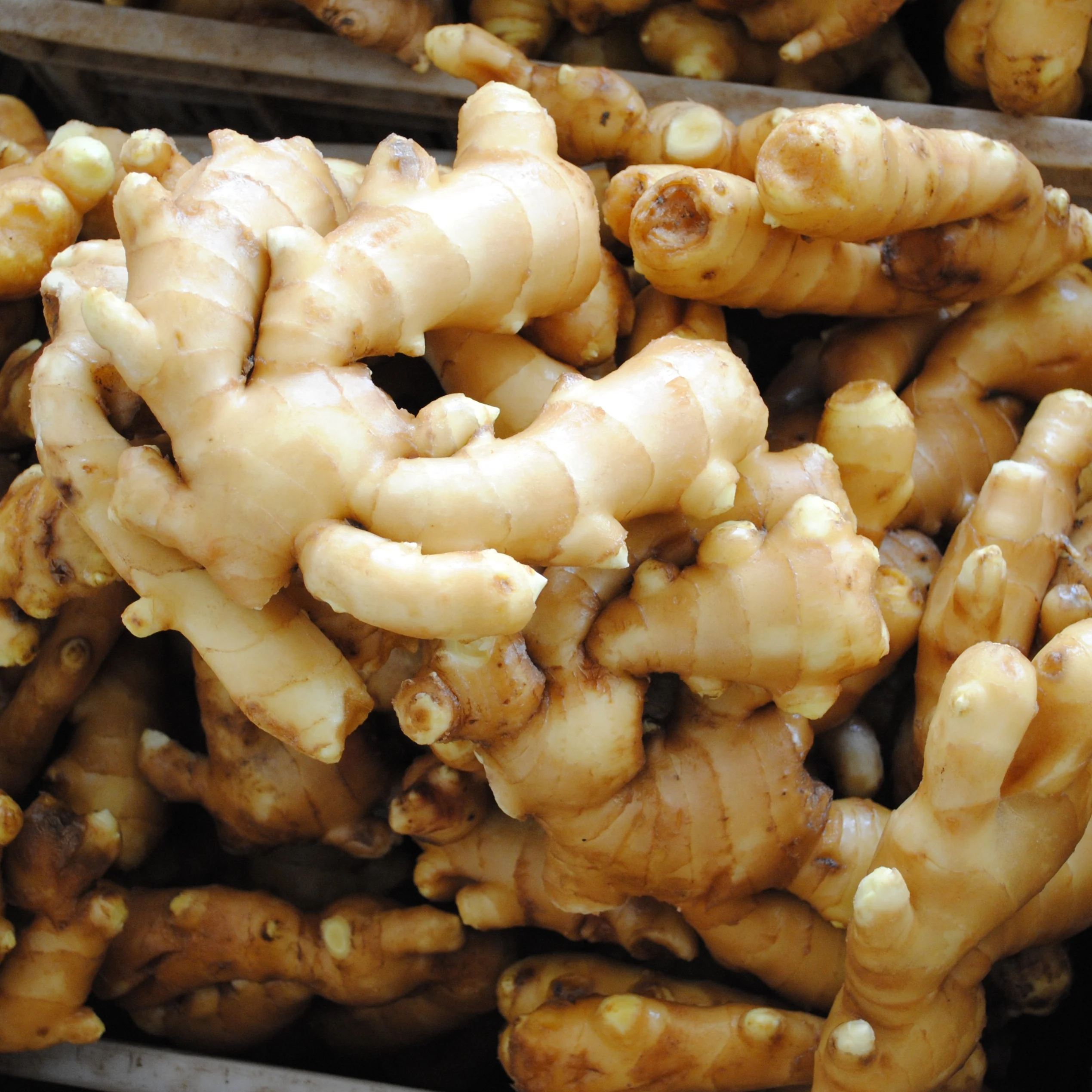 
Hot Sale 2020 China/Chinese New Crop Fresh Ginger in Good Taste 