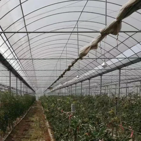 Chinese low cost plastic shed greenhouse tomato/potato/lettuce agriculture hoop house full container or half container