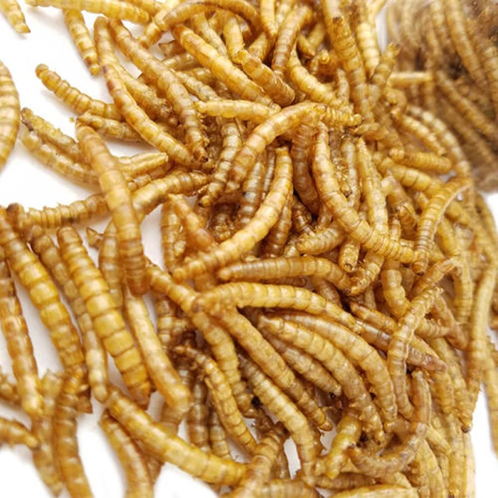Stocked Feature Wholesale Microwave Dried Mealworms for Birds Chicken Fish Pet food