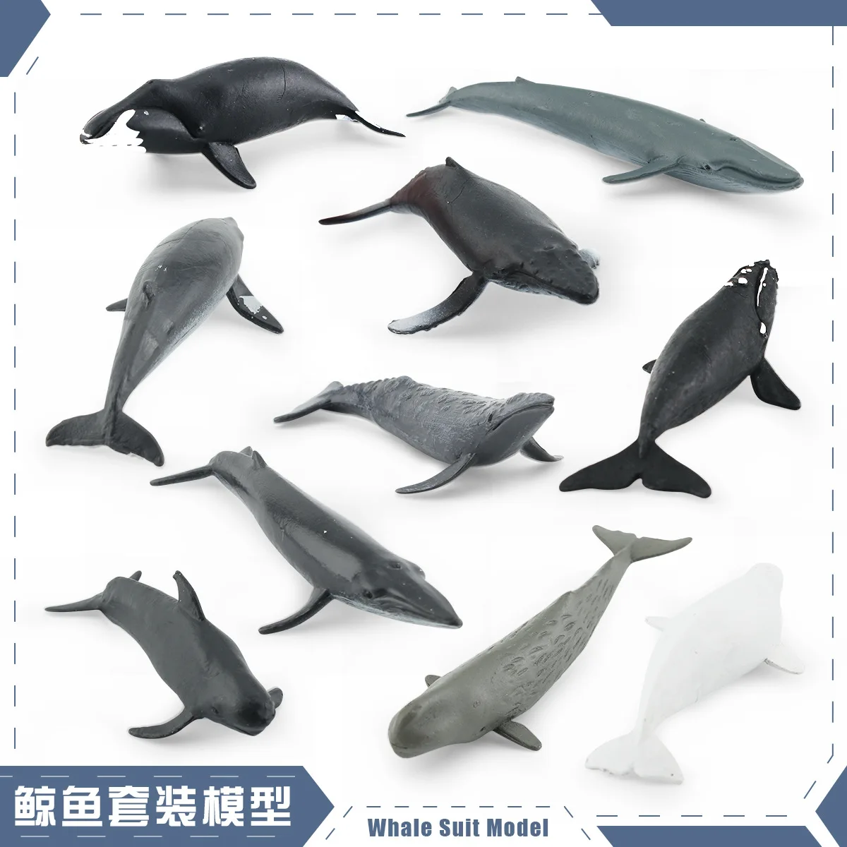 HY - simulation of Marine animal model right whale Beluga Humpback set decoration