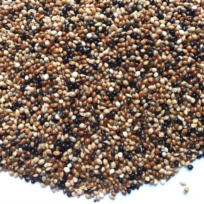 Best Selling Free Sample Pet Parrot Wild Bird Seed Food