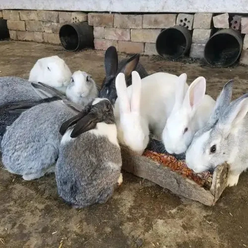 Full stage meat rabbit feed