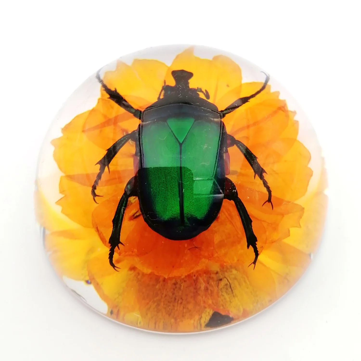 Acrylic insect in resin specimen lucite bug insect & flower custom resin crafts home decor sculpture creative gifts