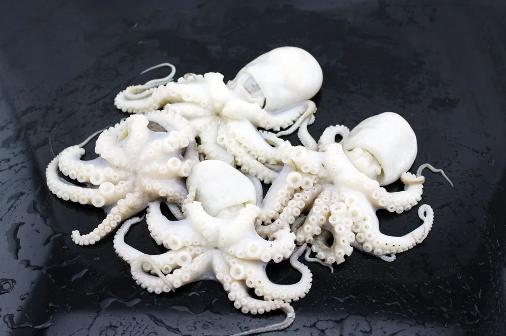 
High quality whole round frozen baby octopus for sale 