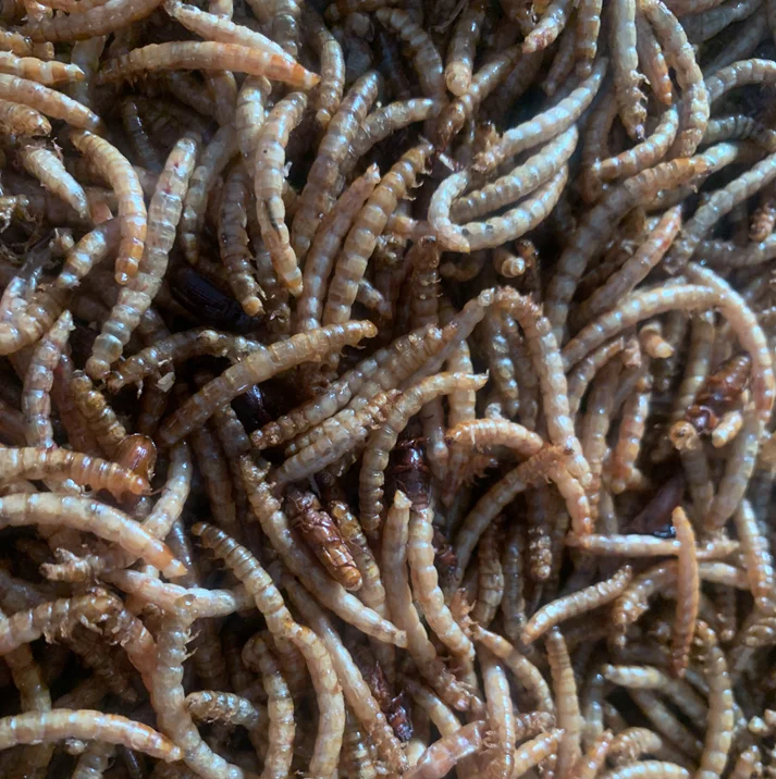 Wholesale Meal Worms Dried Poultry Feed Dried Mealworms