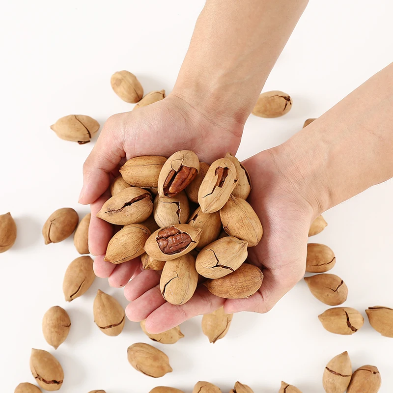 factory wholesale Pecan nuts ready available in shell
