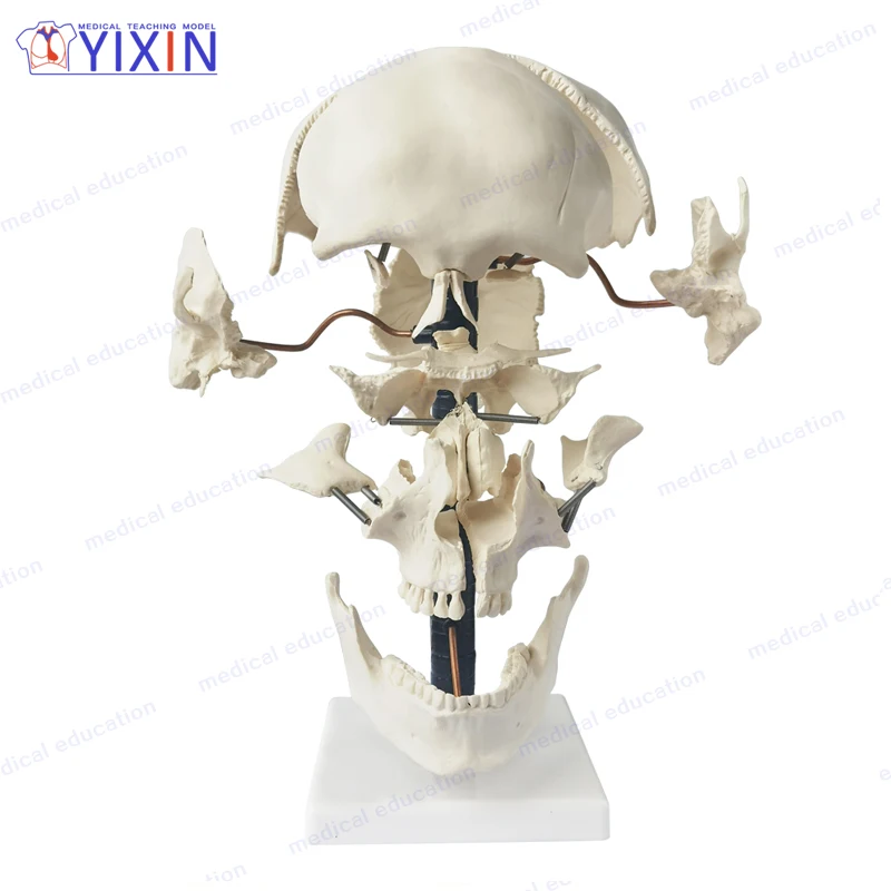 Human Skull Model Disarticulated Life-Size Anatomy Skull Model Didactic Version Beauchene Skull Models for Medical Science