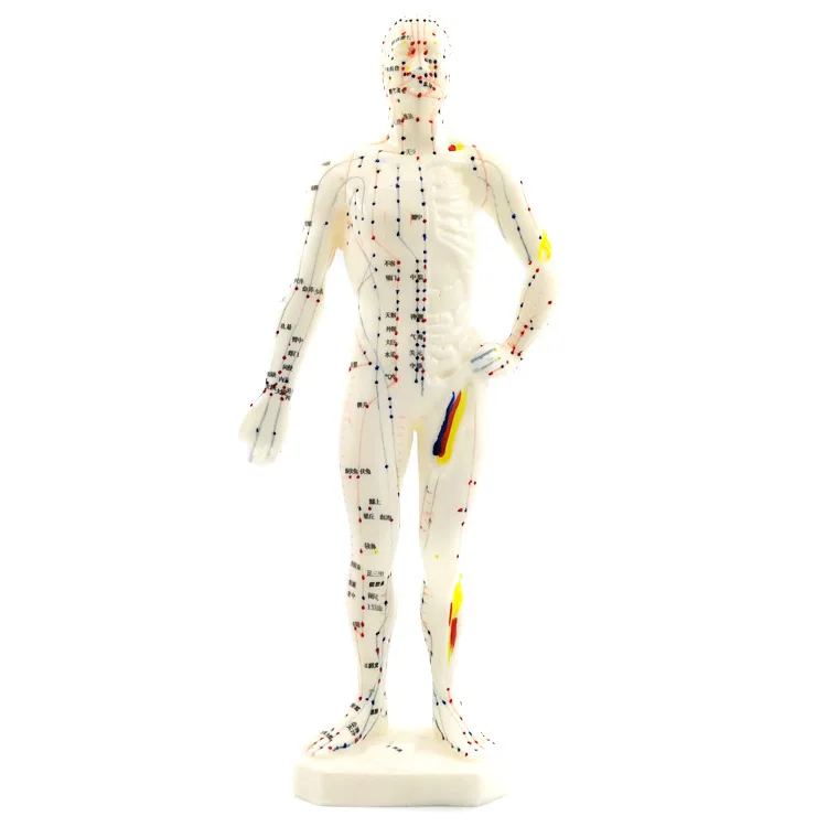 
26CM Meridian Model Human Acupuncture Point Model Human Model Medical Acupuncture 