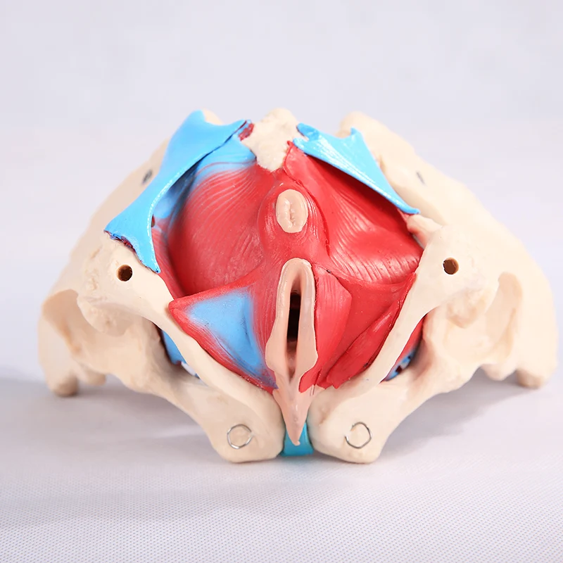 ADA-A1037 human medical science life size simulation female pelvis skeleton and muscle medical model for student training
