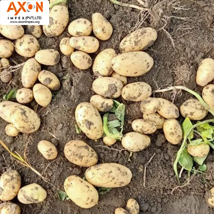 
New Crop Fresh Potato for Bangladesh Market/ Mozika Potato/Potato Mesh bag 