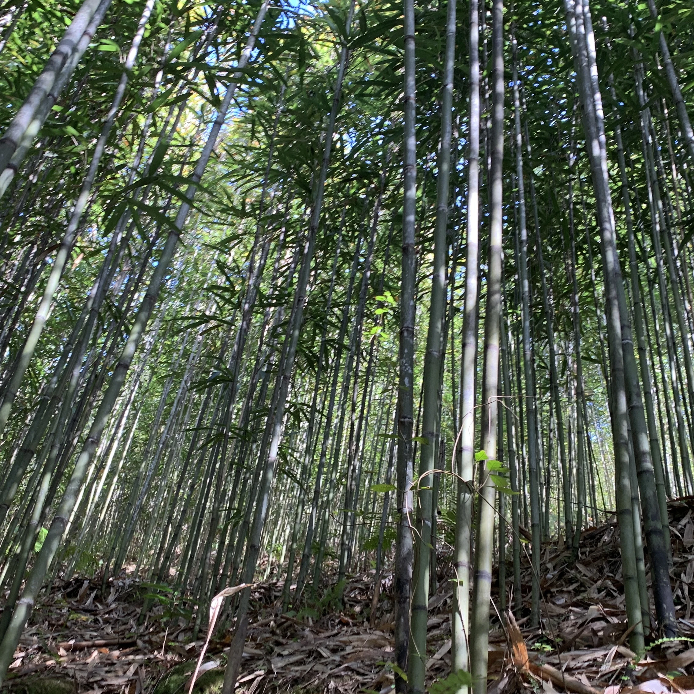 Bamboo poles A level standard Tonkin bamboo