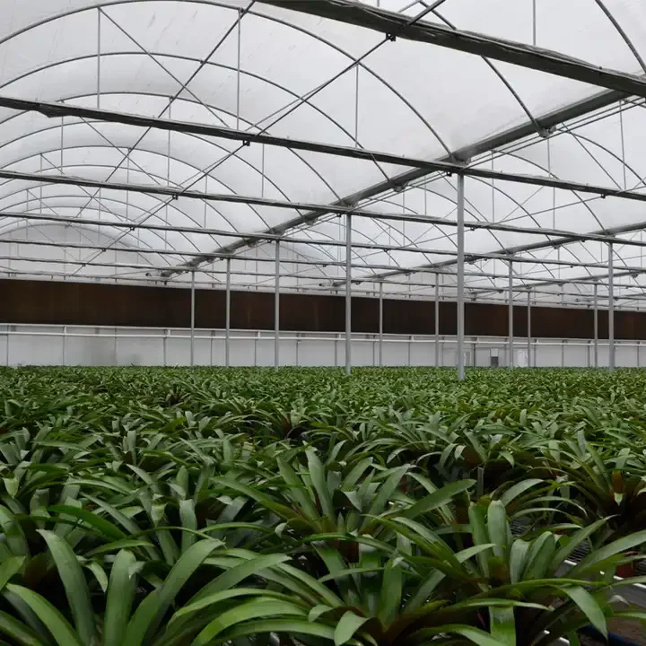 Low Cost Hydroponic Greenhouse Green House Single Span Greenhouse for Sale