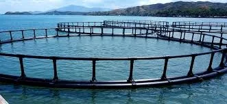 Aquaculture Equipment Indoor Fish Farm Ras System Recirculating Aquaculture Fish Farming