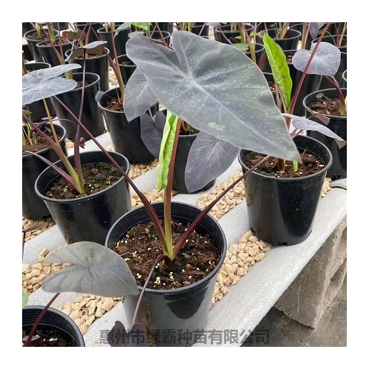 
 Оптовая цена, черный коралл, алоказия бонсай  