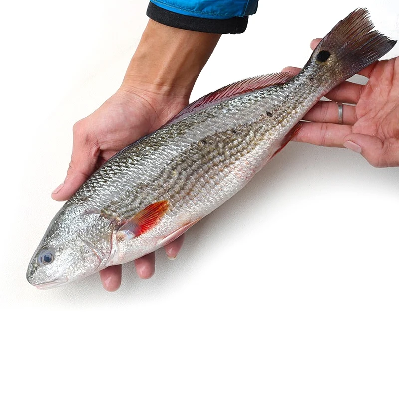 frozen red drum fish China export 700-1000g 1000-2000g 2000+g  whole round redfish 10lbs 1kg/bag bulk iwp