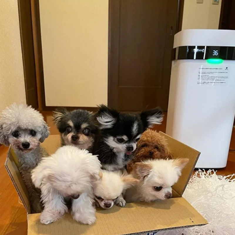 Airdog X5 Eliminating Odors Clean Air Purifier for Home Allergies Pets Hair