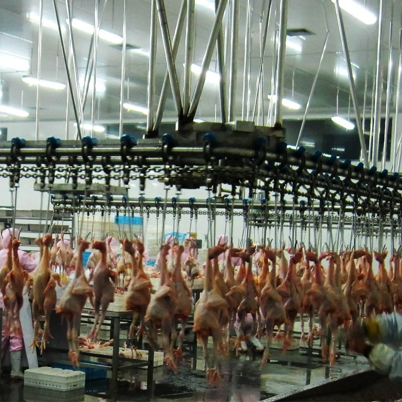 Chicken Slaughter house Chicken Slaughtering Machine for Slaughter Line Chain