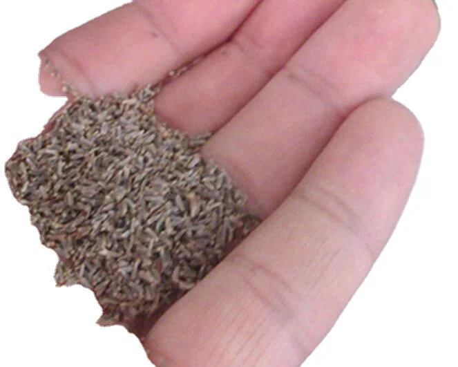 Оптовая продажа, сушеные высококачественные белые семена маргариток Shasta для парка