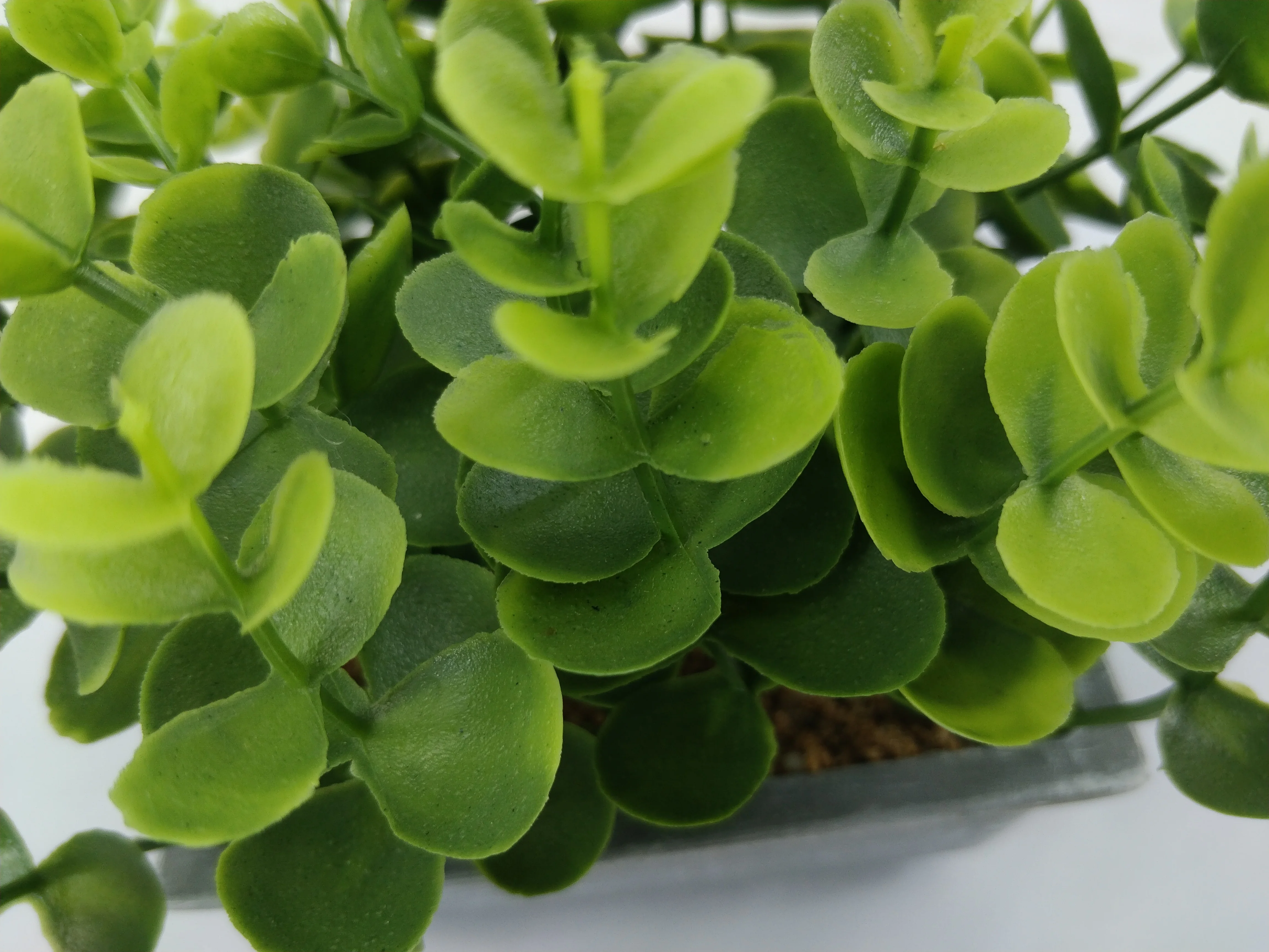 Artificial shrub plant filling indoor and outdoor family artificial money leaf greenery