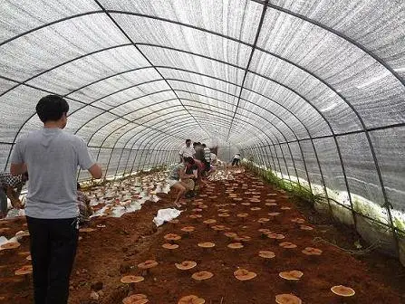 Mushroom Growing Equipment in Agricultural Greenhouse Farm with Plastic Film Covering