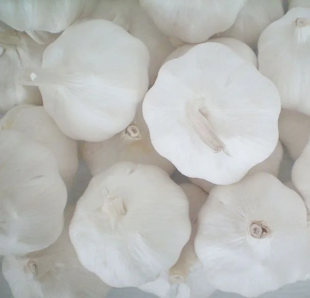 
buy china top quality full size bulk fresh pure white garlic vegetables suppliers 