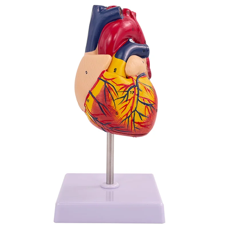 Anatomical Model of Human Heart B Ultrasound Cardiac Model for Medical Teaching