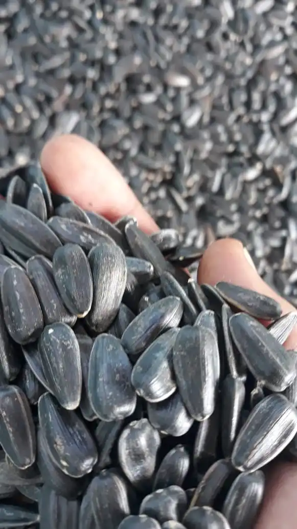 Black Sunflower Seeds  Hot Selling Black Sunflower Seeds Nuts Naturaw Raw Packaging Food New Crop Bulgarian Origin