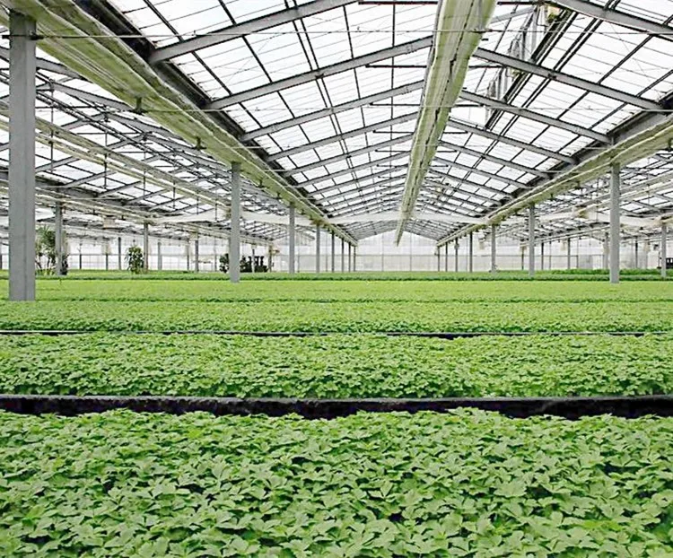 
Customized High Agricultural Windproof Policarbonate Galvanized Steel Polycarbonate Greenhouse 
