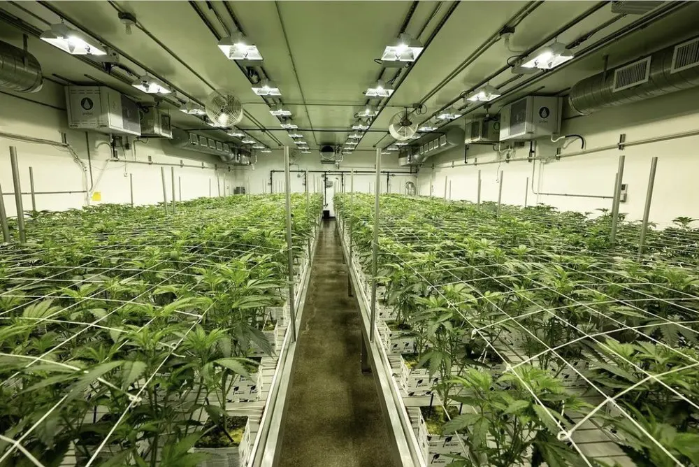 grow rack