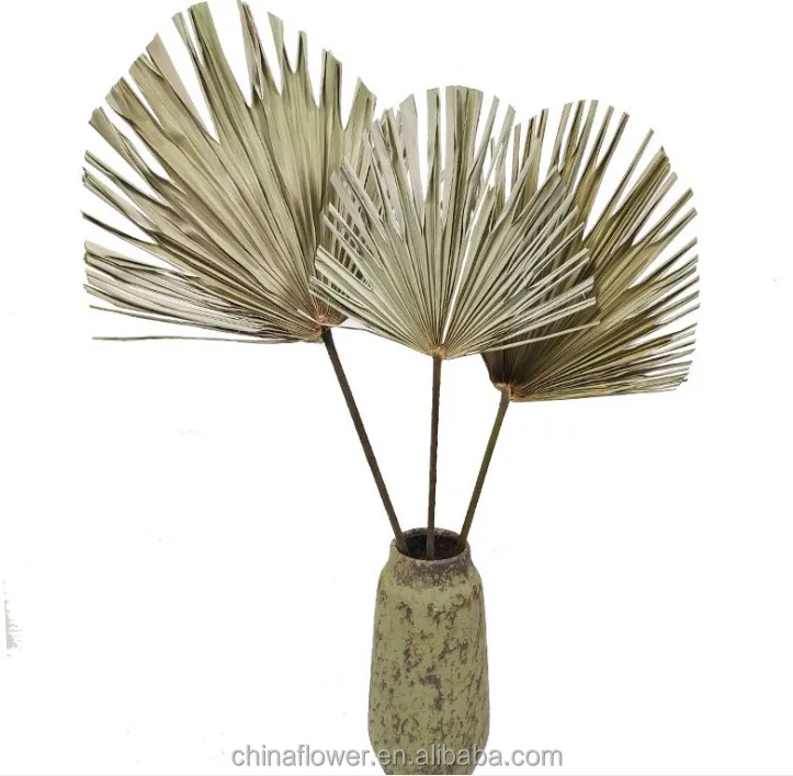 FCD1016 Dried Flowers dried Large palm leaves kinds of dried palm for home and wedding decoration
