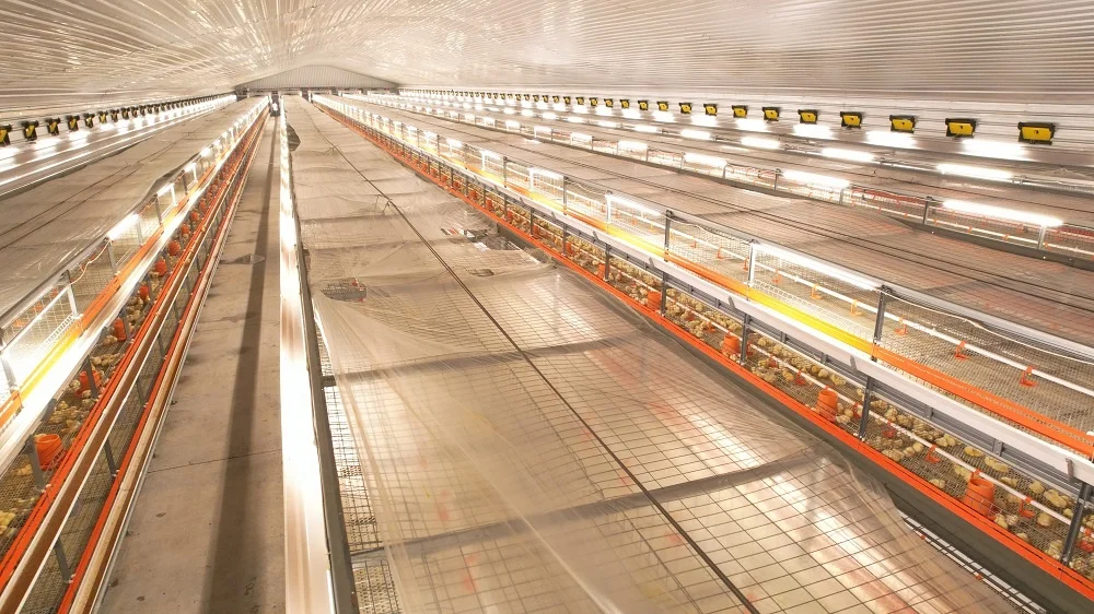 High strength chicken farming broiler cages with automatic harvester equipments for chicken poultry farm