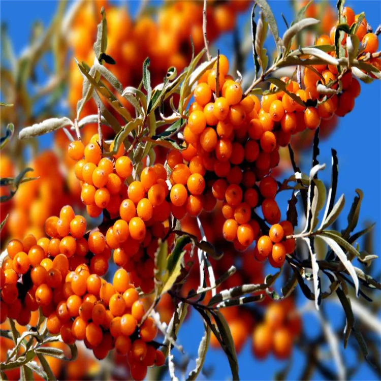 Manufacturer Directly Supplied Organic Tibetan Seabuckthorn Extract Seabuckthorn Powder