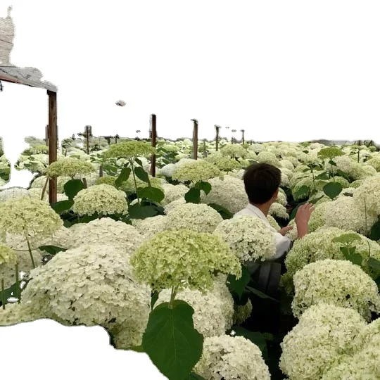 Everylove Preserved Hydrangea 25-30cm White Real Preserved Hydrangea Flowers with Stems for Wedding Home Party