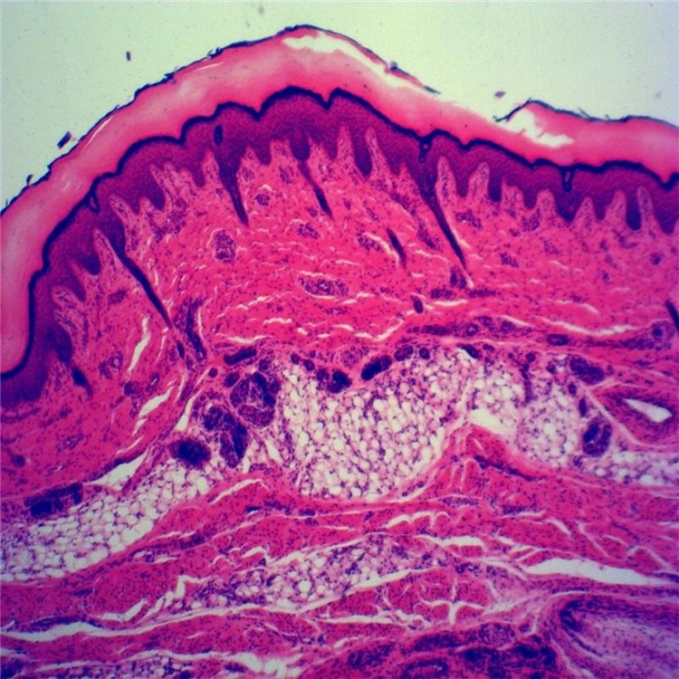 Factory urinary bladder(relaxed) sec. zoology microscope prepared slides with high quality