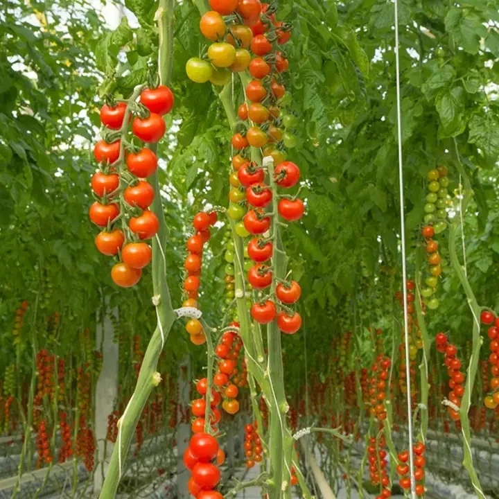 Wholesale  Farming  Intelligent Tomato Hydroponic Soilless Growing Greenhouse/Steel Structure Multi-Span Glass Greenhouse