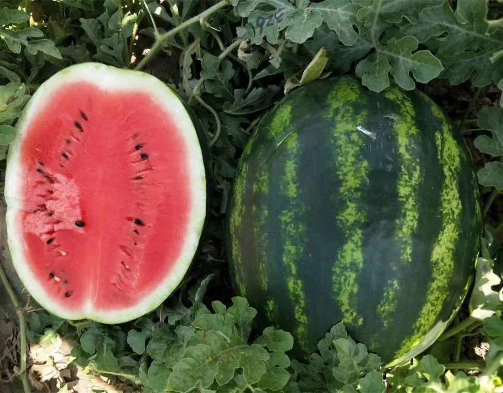 
Red Flesh Hybrid F1 Watermelon Seeds for Planting 