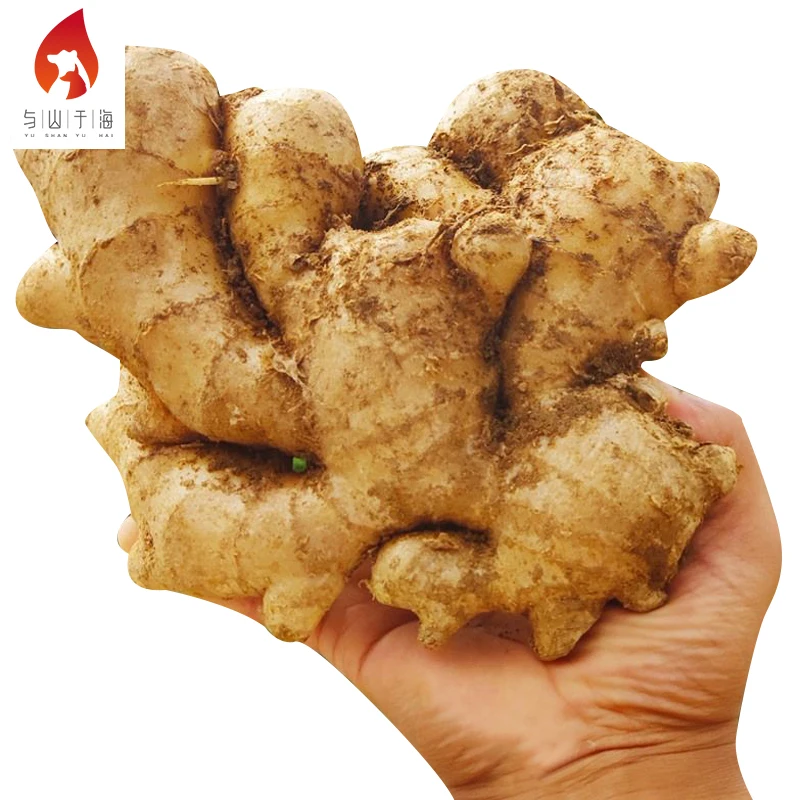 Natural Mountainous Areas Planting Yellow Ginger Chinese Bulk Fresh Ginger