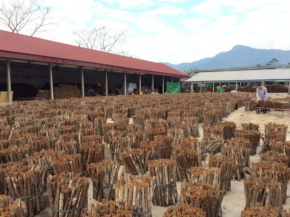 CINNAMON LONG STICK 50CM VIETNAM (WHATSAPP +84918616691)