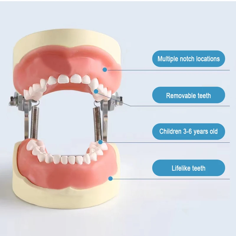children deciduous teeth standard orthodontic study dentist anatomical dental typodont models  teeth model