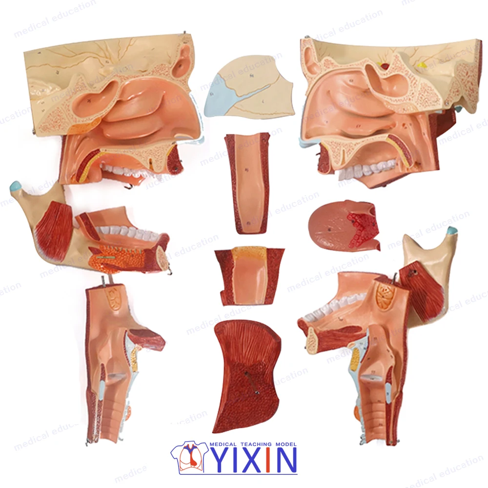 
YIXIN/Nasal, Oral, Pharynx and Larynx Cavities, Human Anatomy Teaching Model 