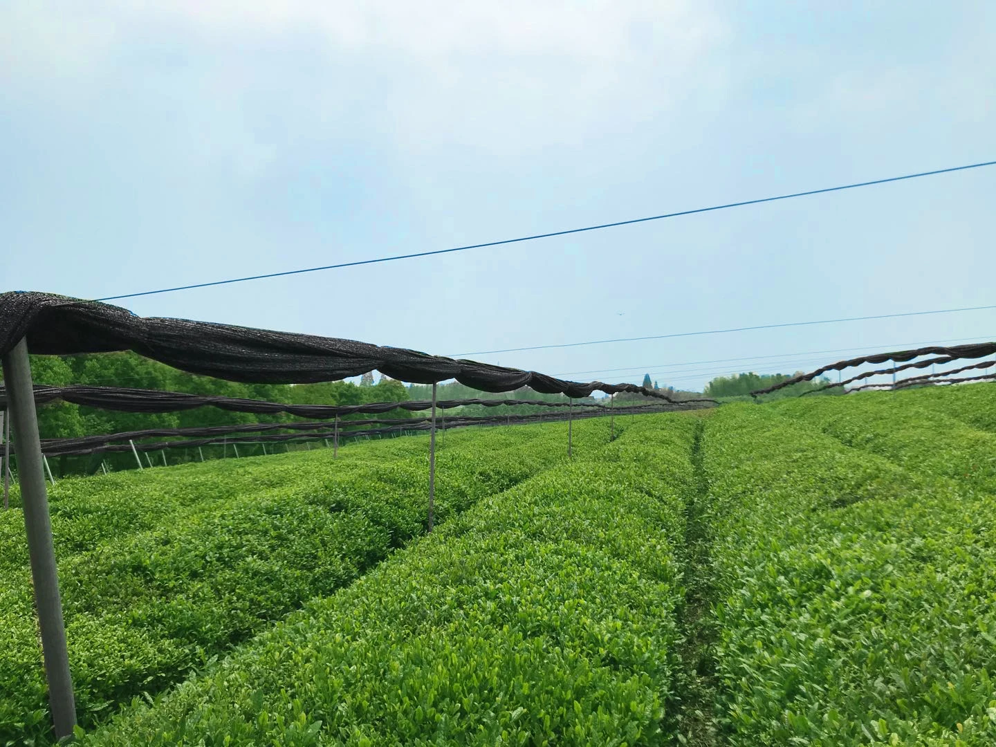 3A USDA EU Organic Matcha Carton Packing 10KG Bulk Sale Japanese Style Green Tea Powder Fine Powder