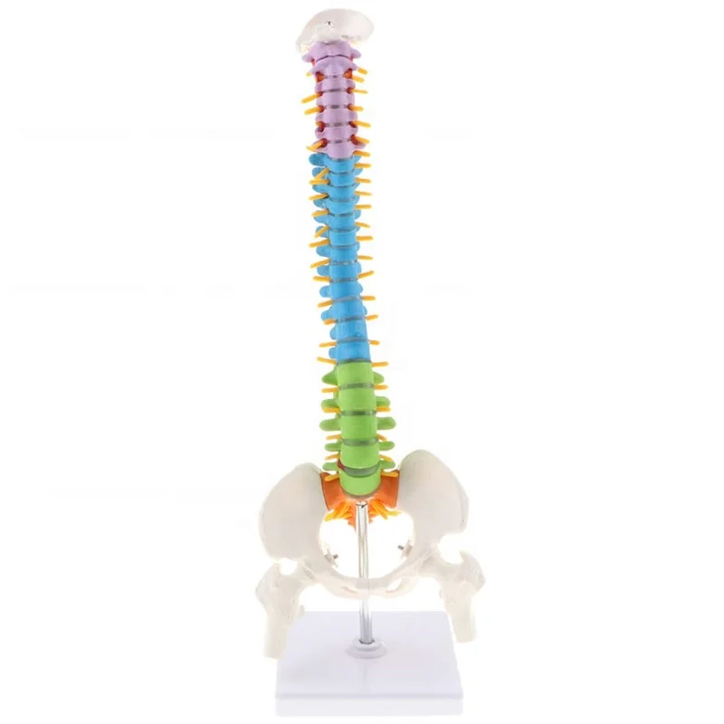 85cm Colored Medical Anatomical Super Flexible Spine Model YJ715
